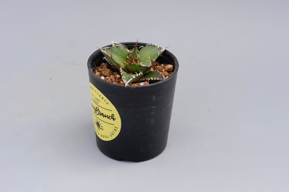 アガベ チタノタ シーザー Agave titanota caesar 096 | Sunny