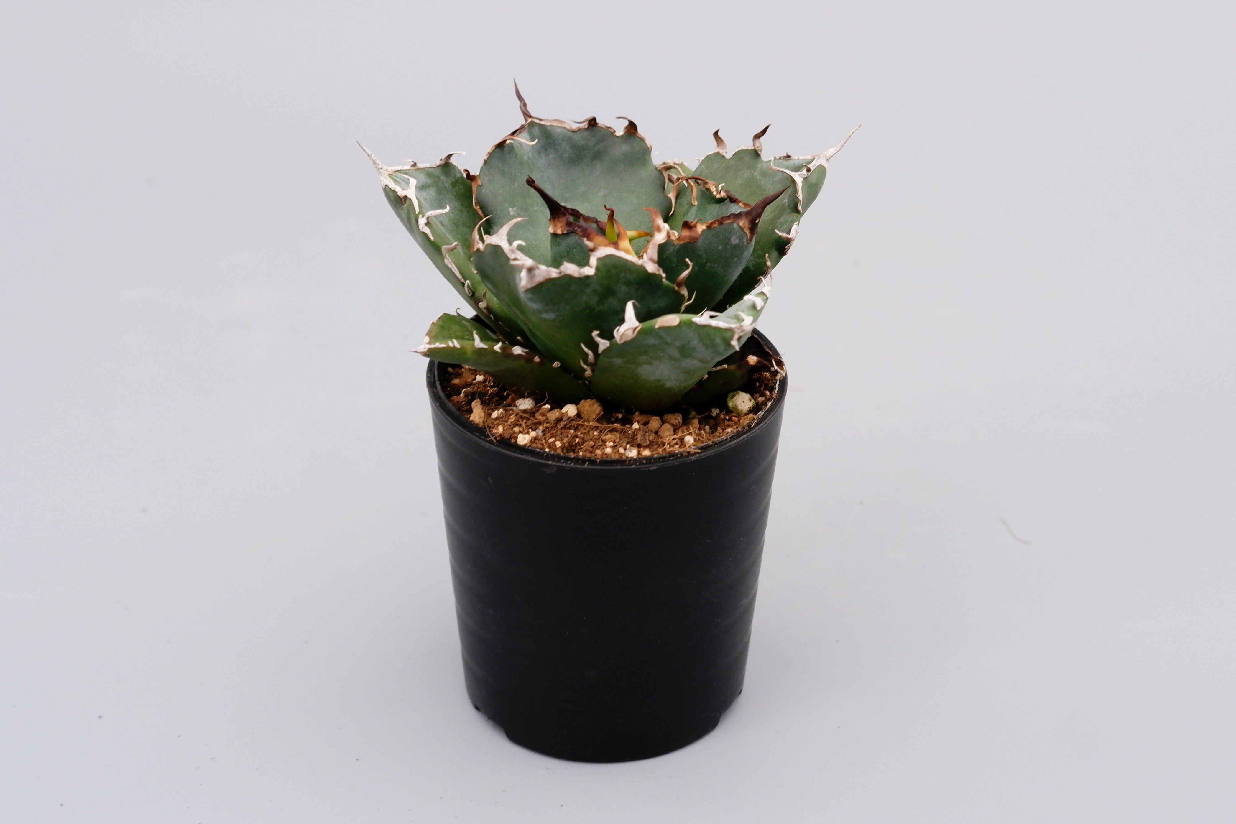 アガベ チタノタ 白鯨 Agave titanota white whale 097 | Su