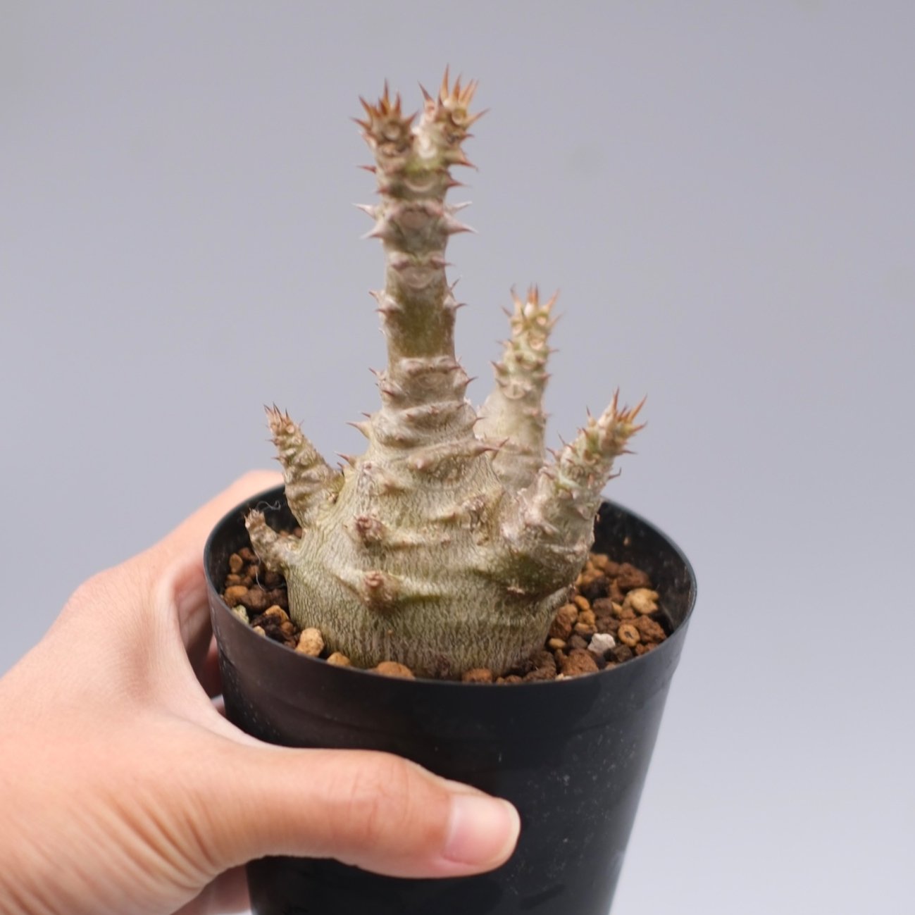 パキポディウム ウィンゾリー 実生株 135 Pachypodium windsorii |