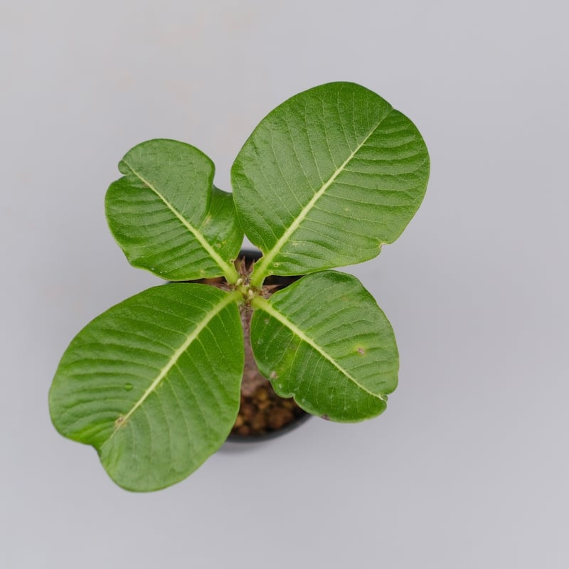 特別価格‼️ パキポディウム ウィンゾリー　国内実生株 特別価格‼️ パキポディウム ウィンゾリー 国内実生株