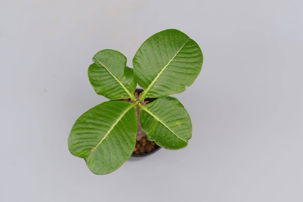 パキポディウムウィンゾリー 国内実生 2株セット パキポディウム ウィンゾリー 実生株 030 Pachypodium windsorii |