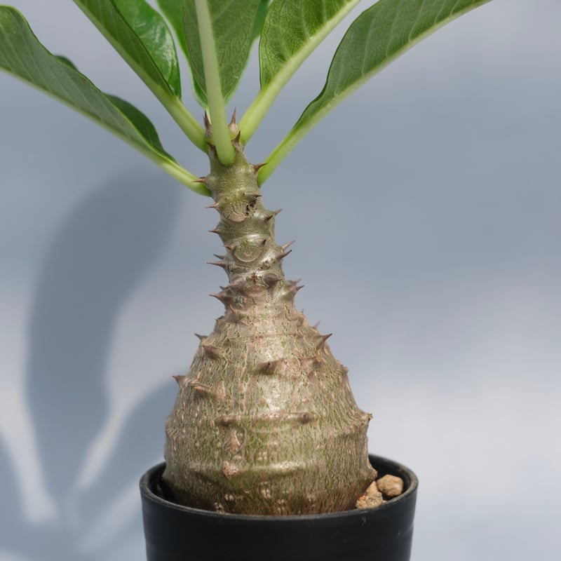 パキポディウム ウィンゾリー 実生株 068 Pachypodium windsorii