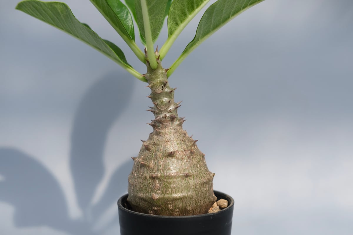 パキポディウム ウィンゾリー Pachypodium windsorii 実生② パキポディウム ウィンゾリー 実生株 066 Pachypodium windsorii