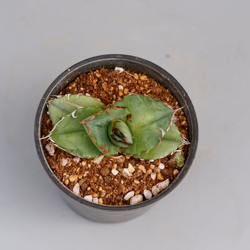 アガベ オテロイ 実生株 Agave oteroi seeding 080 | Sunny