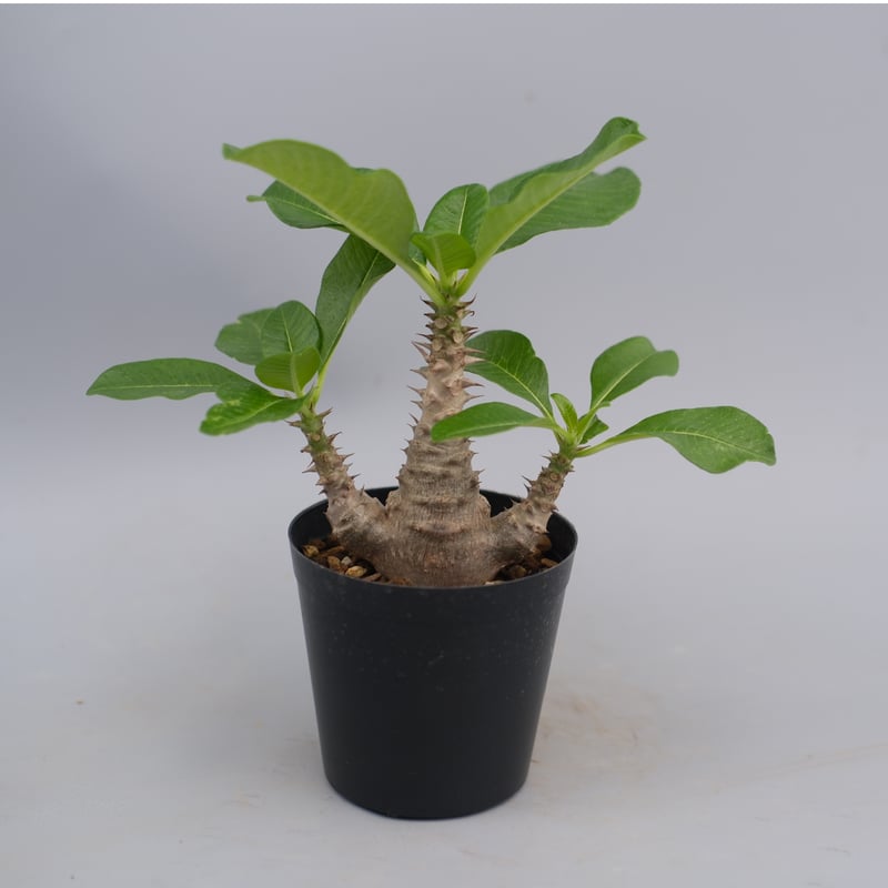 パキポディウム ウィンゾリー Pachypodium windsorii 実生④ パキポディウム ウィンゾリー 実生株 063 Pachypodium windsorii |