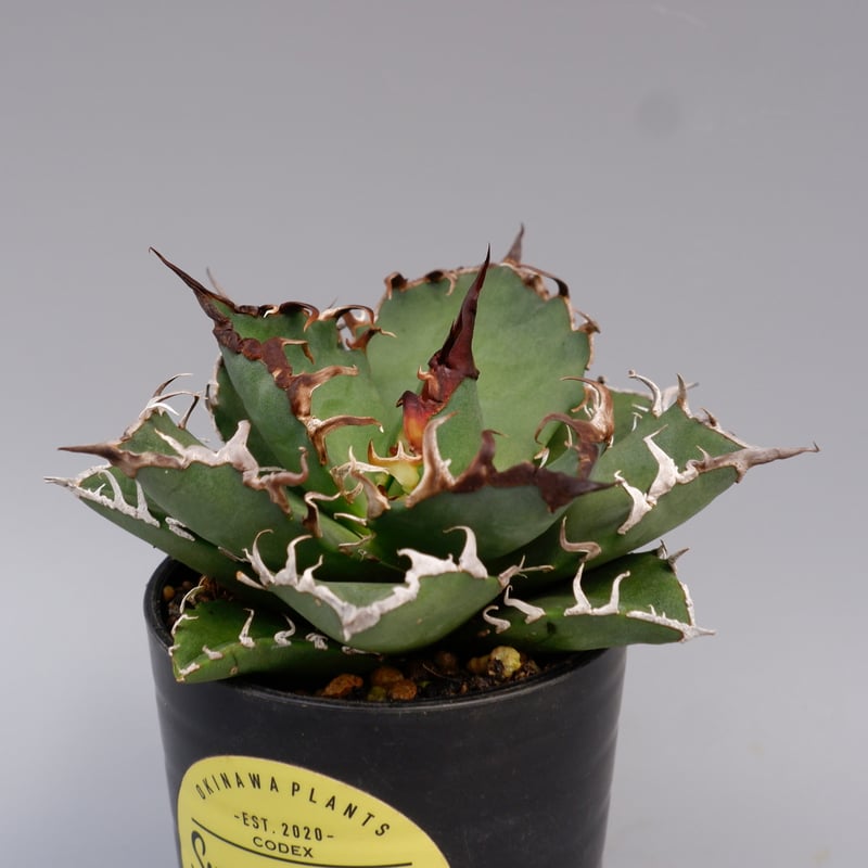 アガベ チタノタ シーザー Agave titanota caesar 146 | Sunny
