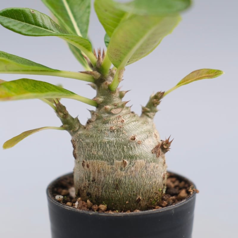 パキポディウム ウィンゾリー 実生株 120 Pachypodium windsorii |
