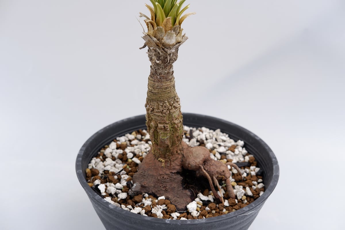 ユッカ ロストラータ 004【幹立ち】 Yucca Rostrata | Sunny Branch ユッカ ロストラータ 004【幹立ち】 Yucca Rostrata | Sunny Branch