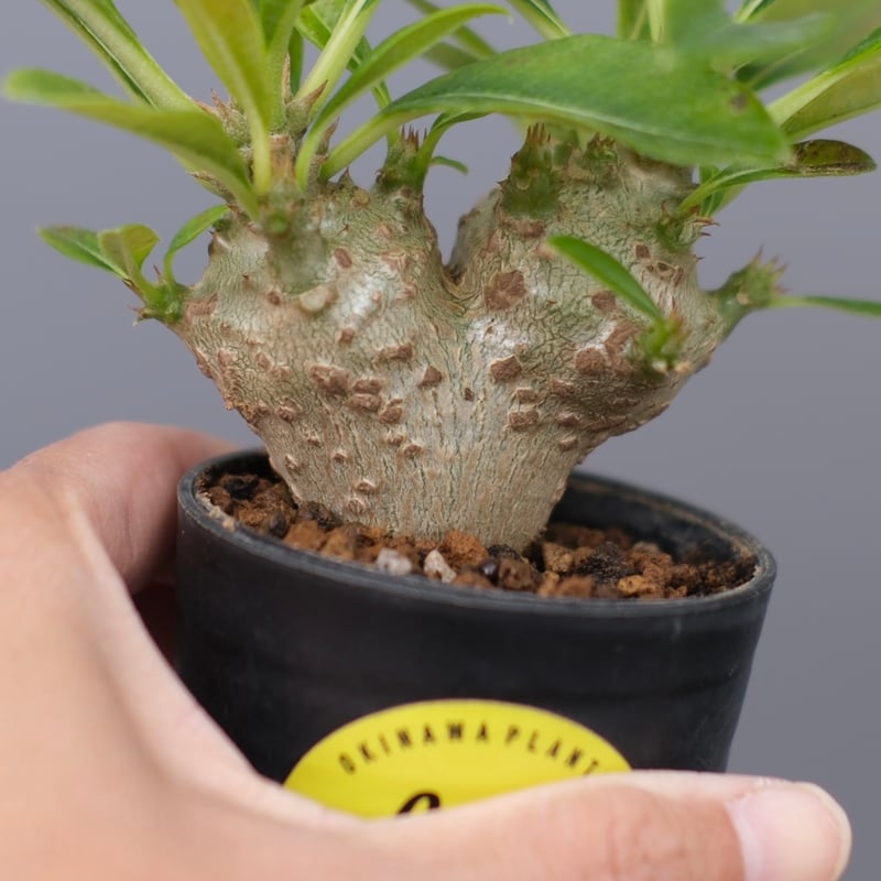 パキポディウム ウィンゾリー 実生株 113 Pachypodium windsorii |