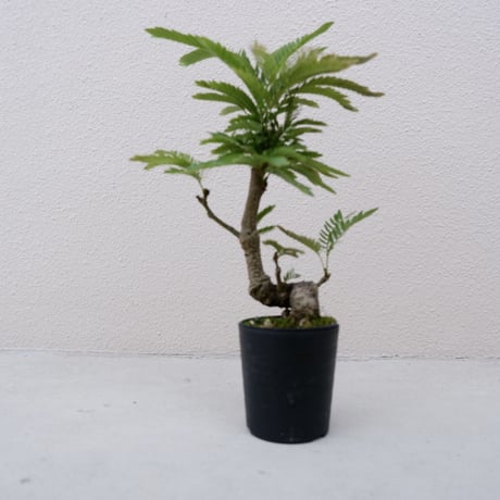【TT 様】 エバーフレッシュ 沖縄産♪ 153cm♪ 最近お届けした観葉植物 – AONOKI