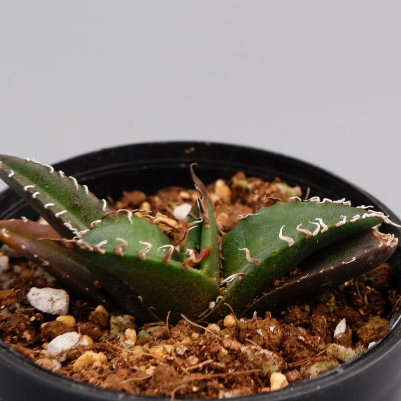 アガベ シーザー アガベ・チタノタ シーザー（凱撒）中-019｜agave titanota