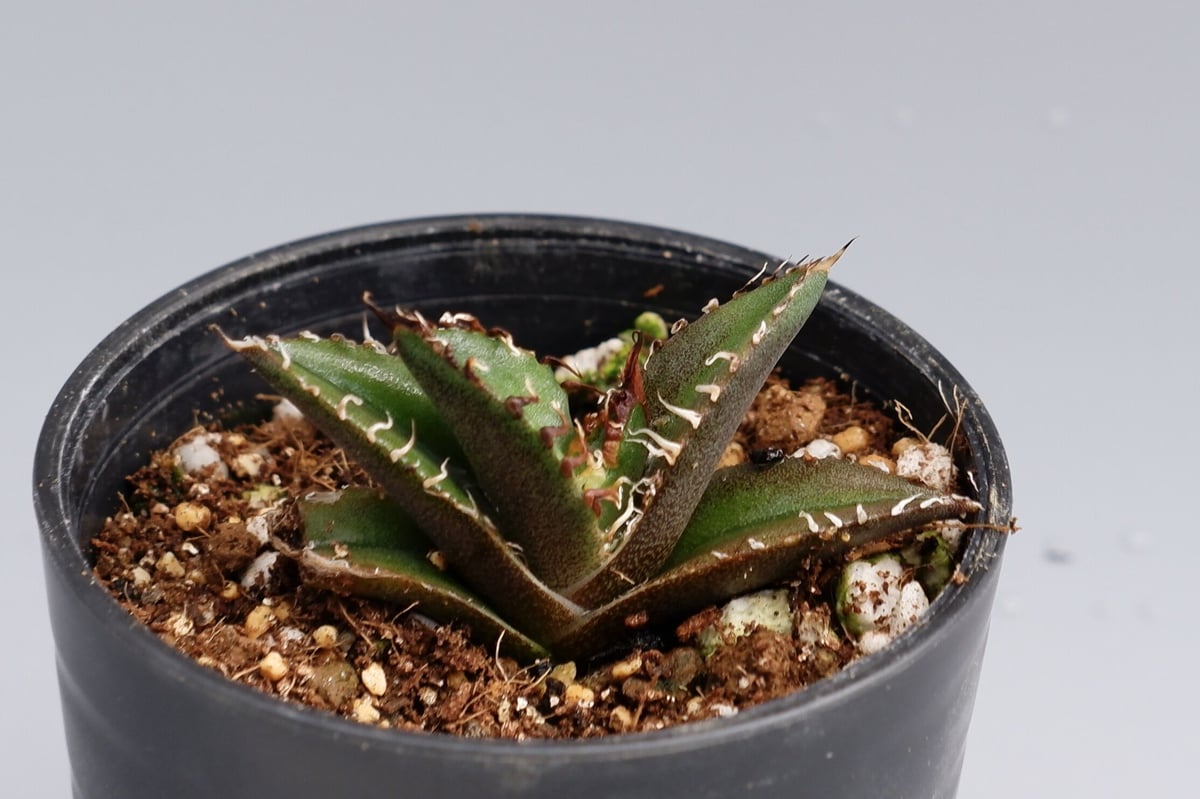 agave titanota シーザーベアルート　アガベ　チタノタ アガベ チタノタ シーザー Agave titanota caesar 125 | Sunny