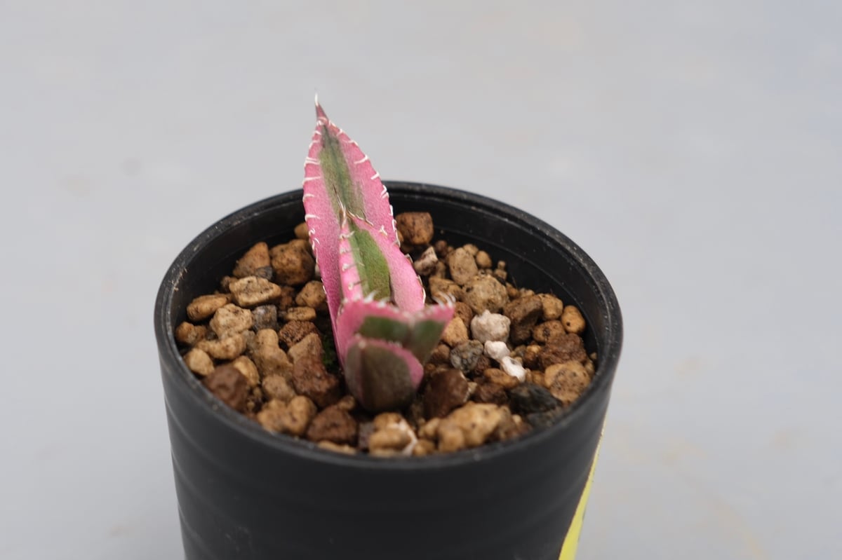 アガベ チタノタ スナグルトゥース アガベ・チタノタ スナグルトゥース（芽）-005｜agave titanota