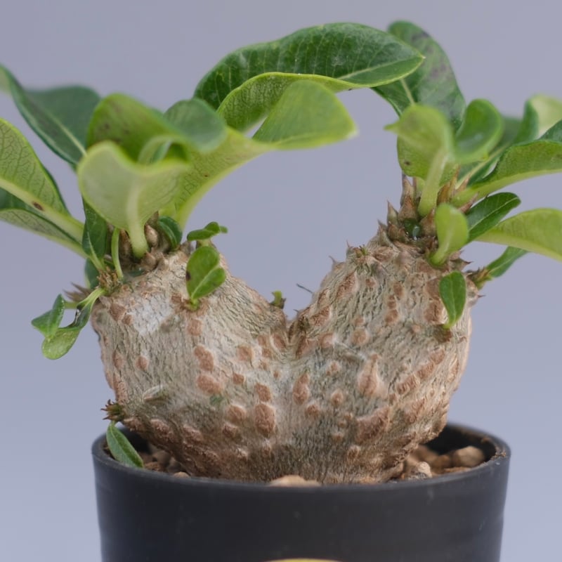 パキポディウム ウィンゾリー 実生株 095 Pachypodium windsorii |