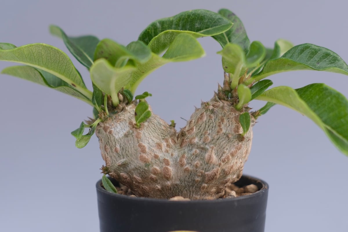 パキポディウム ウィンゾリー 実生株 095 Pachypodium windsorii |