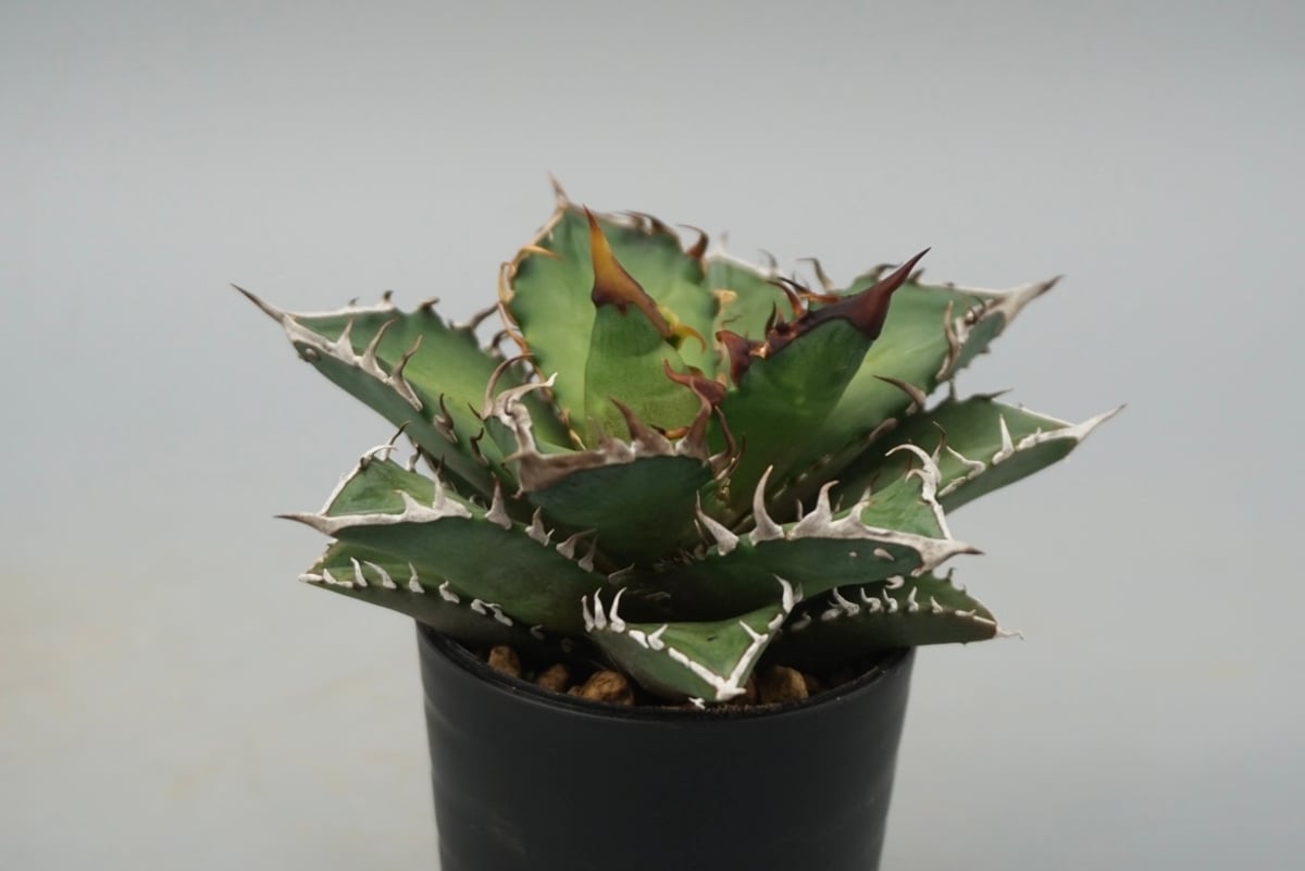 アガベ チタノタ レッドキャットウィーズル Agave titanota Red Catwee