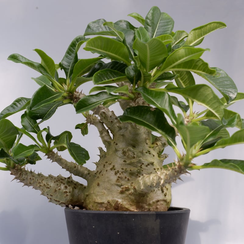 パキポディウム ウィンゾリー 実生株 021 Pachypodium windsorii