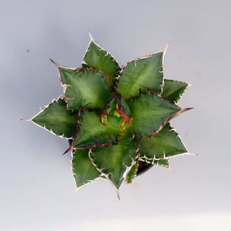 アガベ チタノタ レッドキャットウィーズル Agave titanota Red