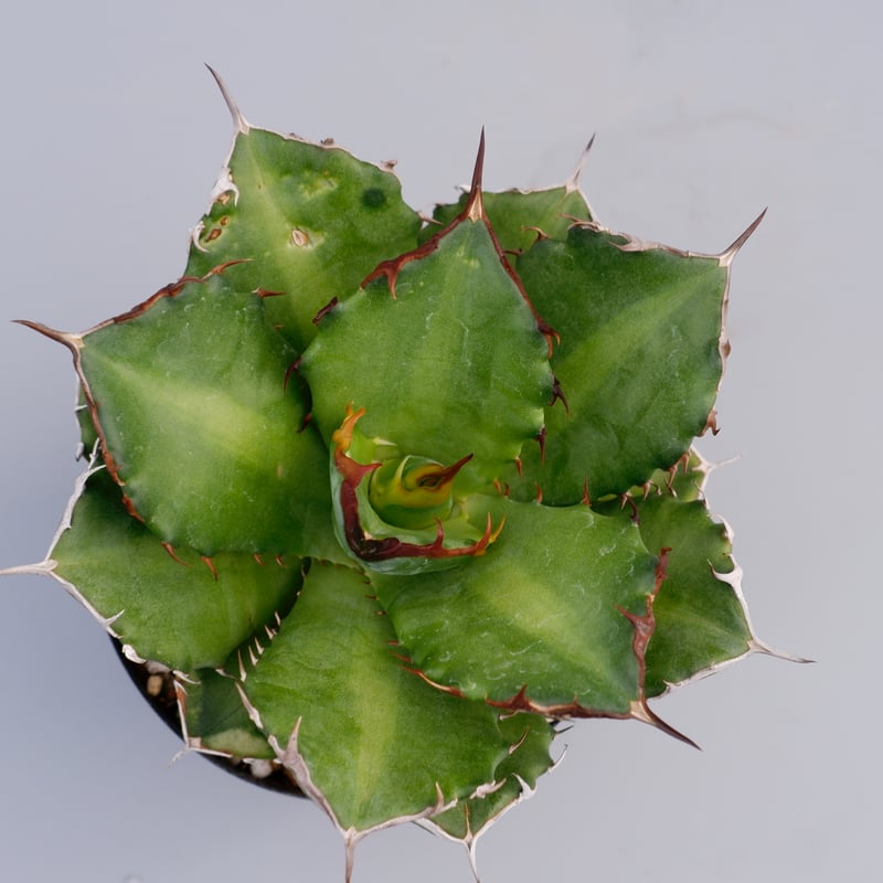 アガベ チタノタ ドワーフ 002 Agave titanota 'Dwarf' | Sunn