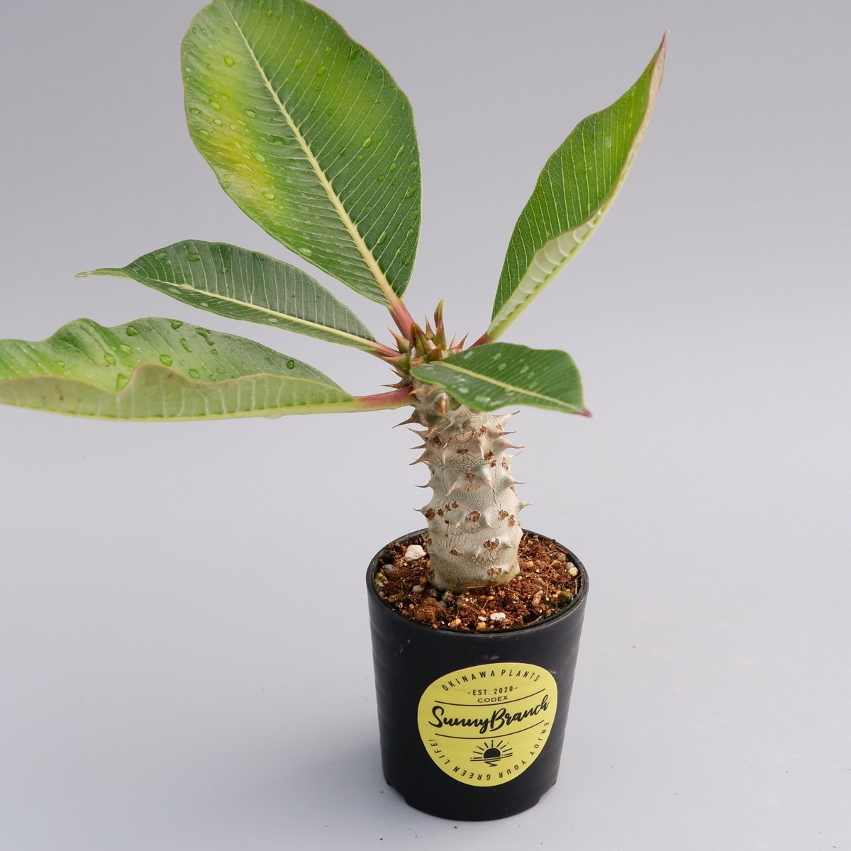パキポディウム バロニー実生株016 Pachypodium baronii | Sunny パキポディウム バロニー実生株016 Pachypodium baronii | Sunny