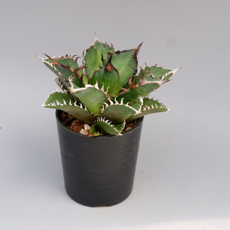 アガベ チタノタ レッドキャットウィーズル Agave titanota Red Catwee