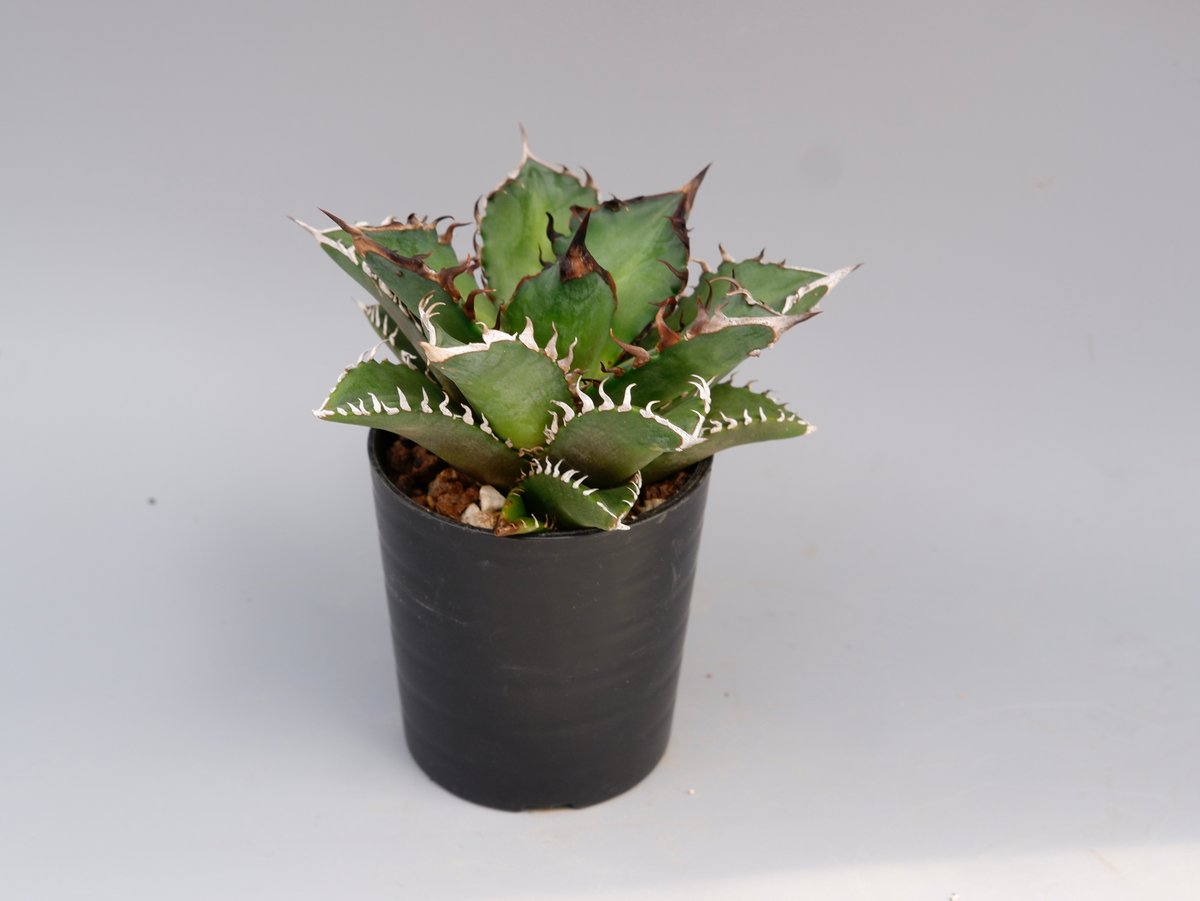アガベ チタノタ レッドキャットウィーズル Agave titanota Red Catwee