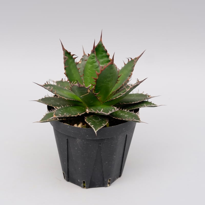 アガベ ホリダ 044 Agave horrida 強棘 | Sunny Branch