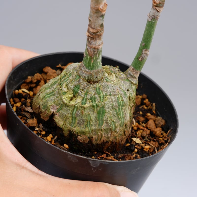 プセウドボンバックス プセウド ボンバックス 022 Pseudobombax ellipticum | Sunny