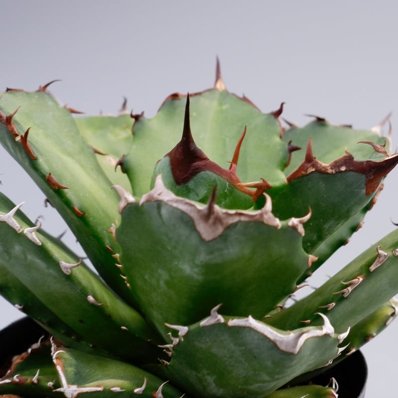 アガベ チタノタ ドワーフ 002 Agave titanota 'Dwarf' | Sunn