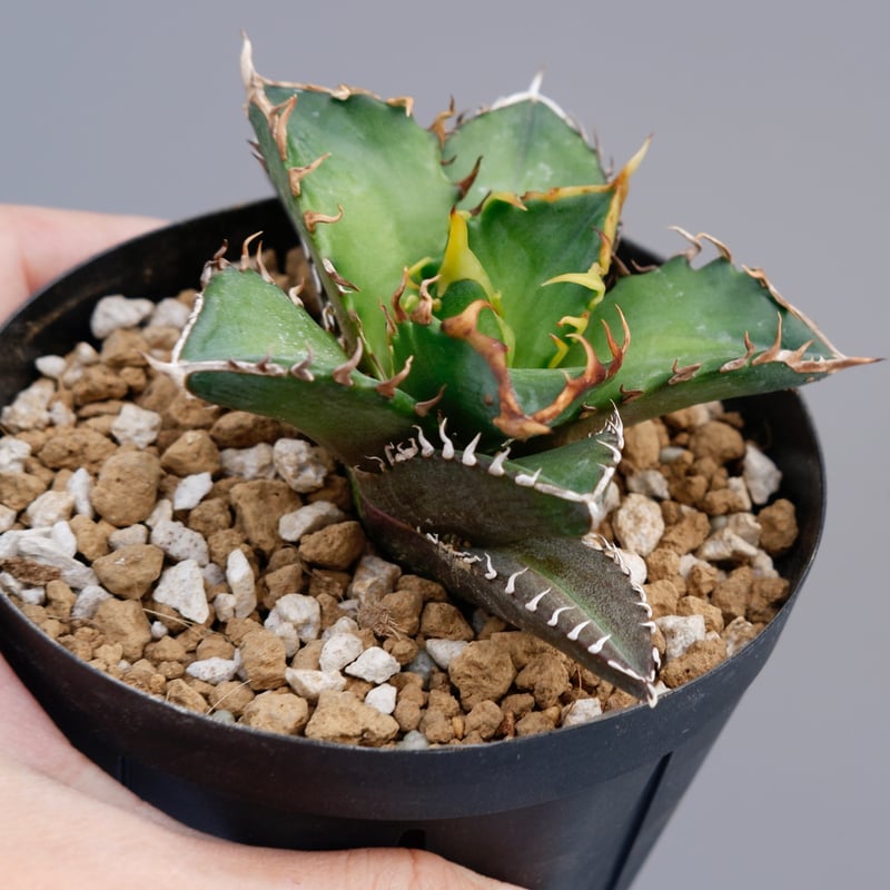 OSP産 Agave titanota レッドキャットウィーズル（ブツブツ有り） OSP産 Agave titanota レッドキャットウィーズル（ブツブツ有り