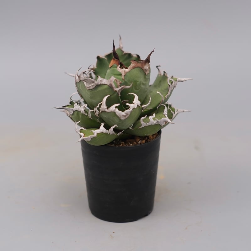 アガベ チタノタ シーザー Agave titanota caesar 184 | Sunny