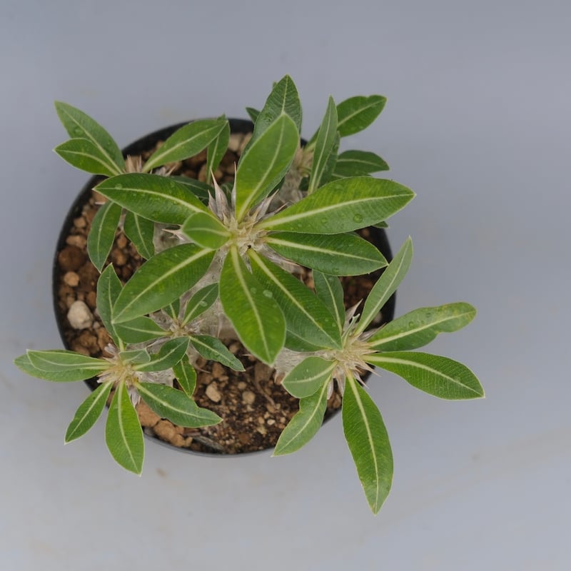 パキポディウム・ロスラーツム実生(群生株) パキポディウム ロスラーツム 実生株 011 Pachypodium rosulatum