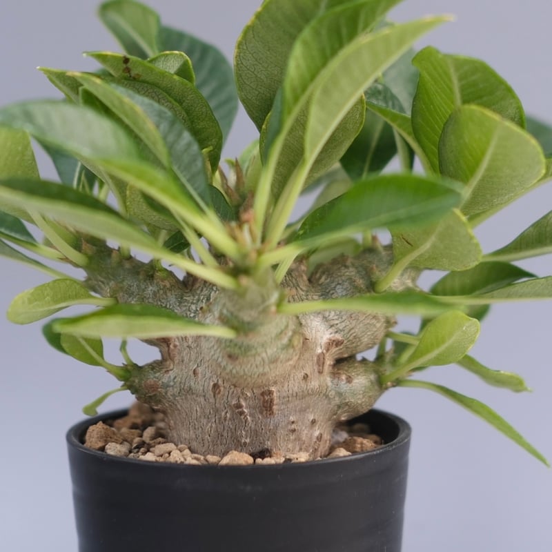パキポディウム ウィンゾリー 実生株 096 Pachypodium windsorii |