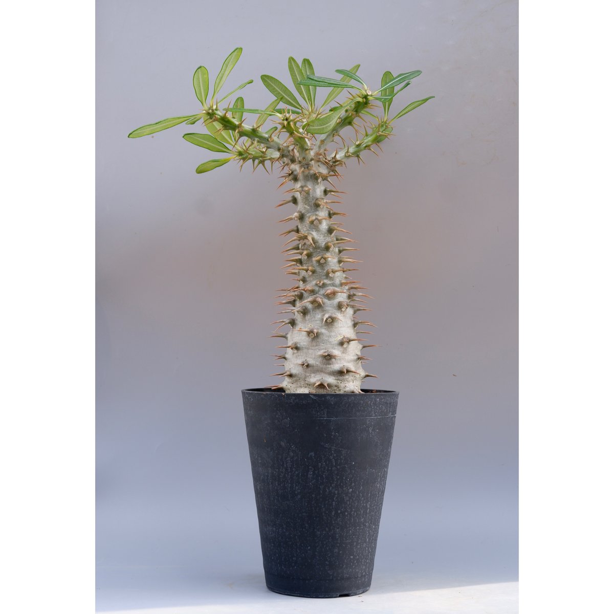 パキポディウム アンボンゲンセ 001【開花実績あり】 Pachypodium