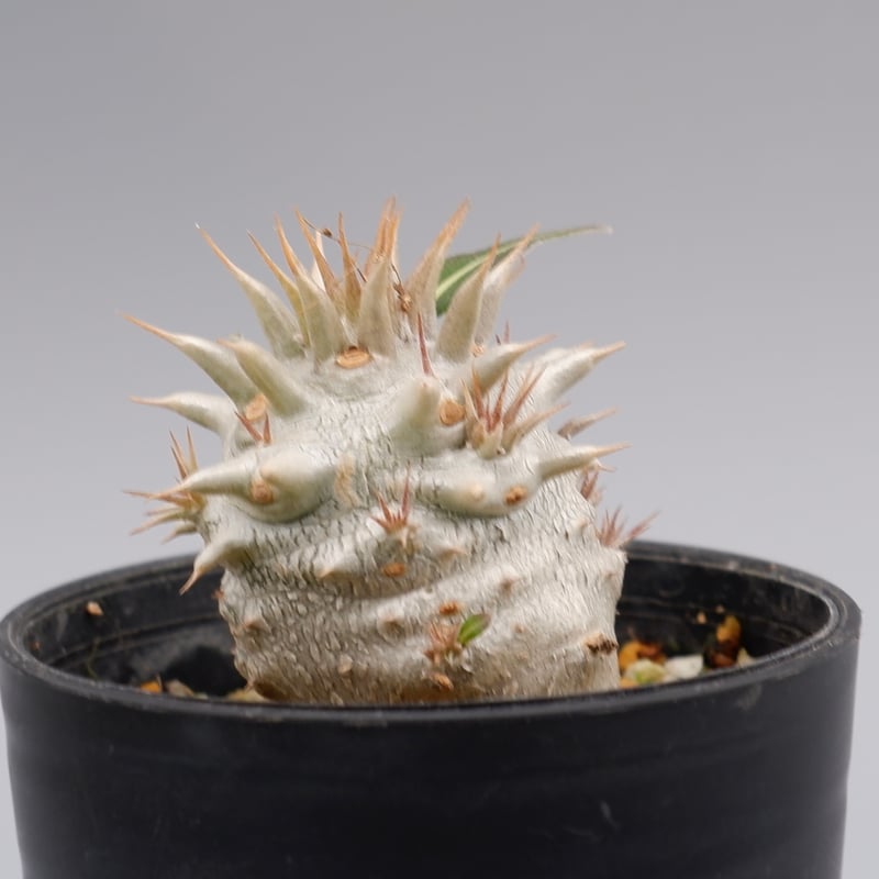 パキポディウム ロスラーツム 実生株 007 Pachypodium rosulatum ve