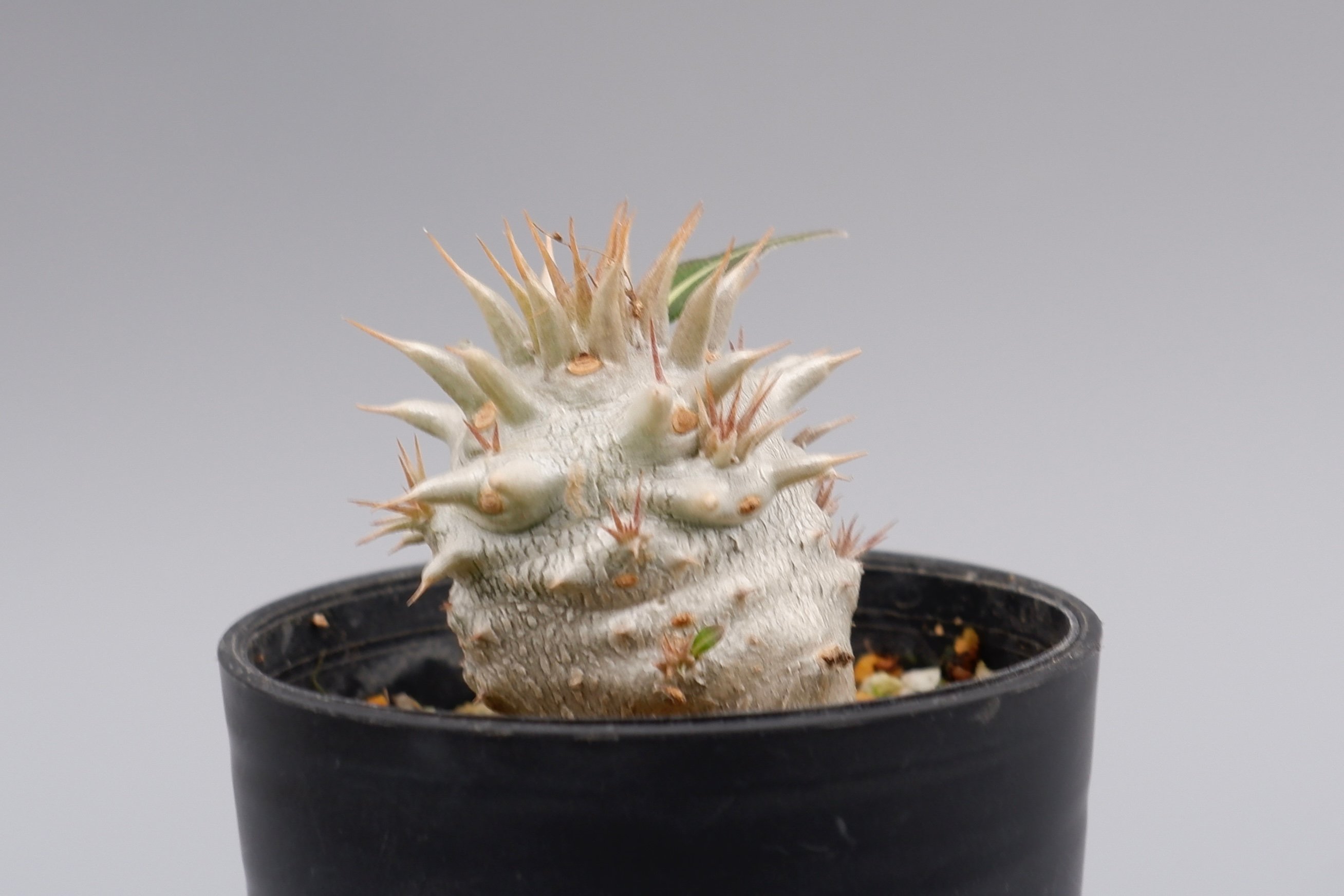 パキポディウム ロスラーツム 実生株 007 Pachypodium rosulatum ve