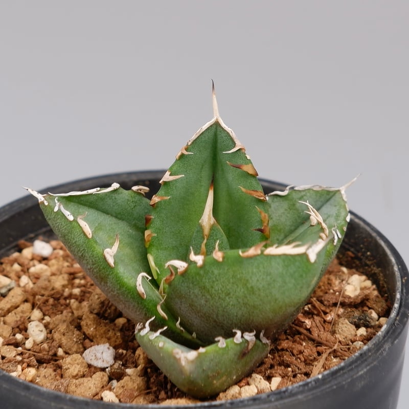 アガベ オテロイ 実生株 Agave oteroi seeding 096 | Sunny