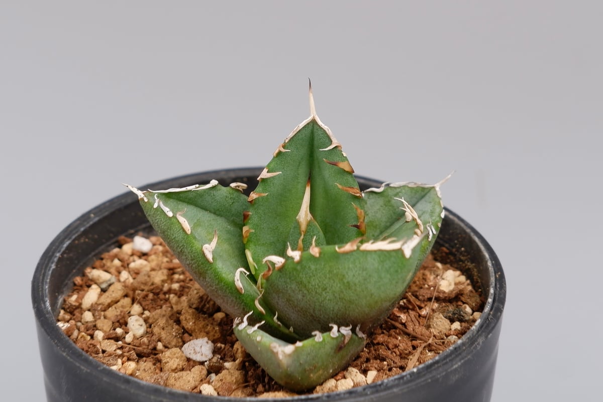 アガベ　オテロイ　実生 アガベ オテロイ 実生株 Agave oteroi seeding 035 | Sunny