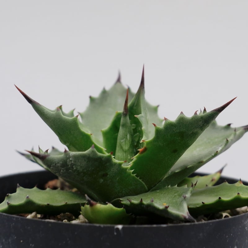 アガベ マグニフィカ アガベ♡マグニフィカ♡サロモニー♡多肉植物♡ アートフラワー パリ