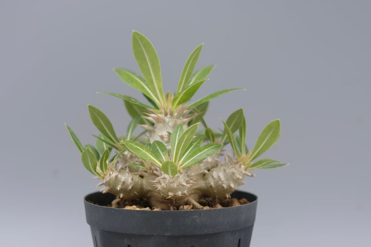 パキポディウム ロスラーツム 実生株 012 Pachypodium rosulatum