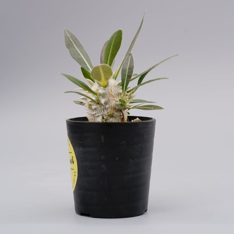 パキポディウム ロスラーツム 実生株 001 Pachypodium rosulatum ve