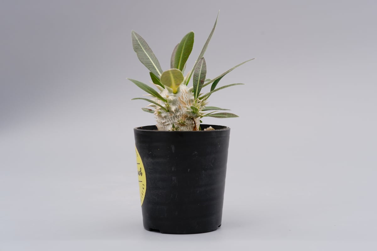 パキポディウム ロスラーツム 実生株 001 Pachypodium rosulatum ve