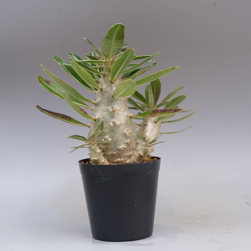 パキポディウム カクチペス 実生株 032 Pachypodium cactipes | Su