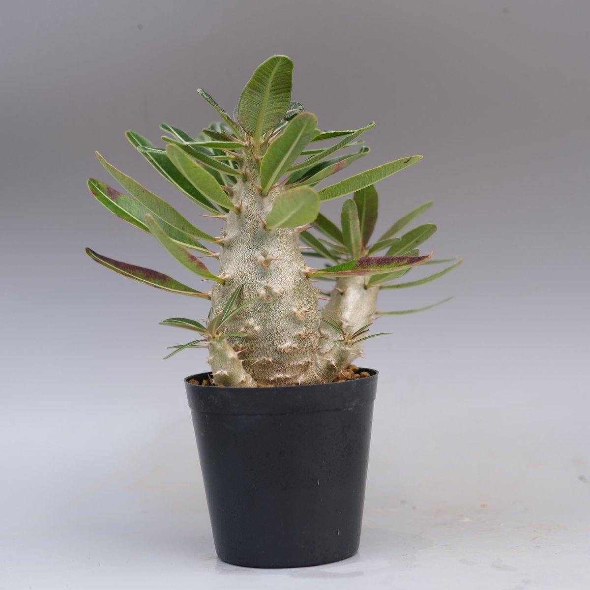 パキポディウム カクチペス 実生株 032 Pachypodium cactipes | Su