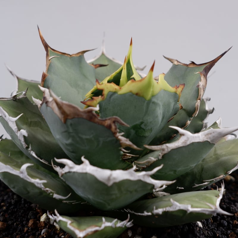 アガベ チタノタ 烈焔 001 Agave titanota 烈焔 | Sunny Branch