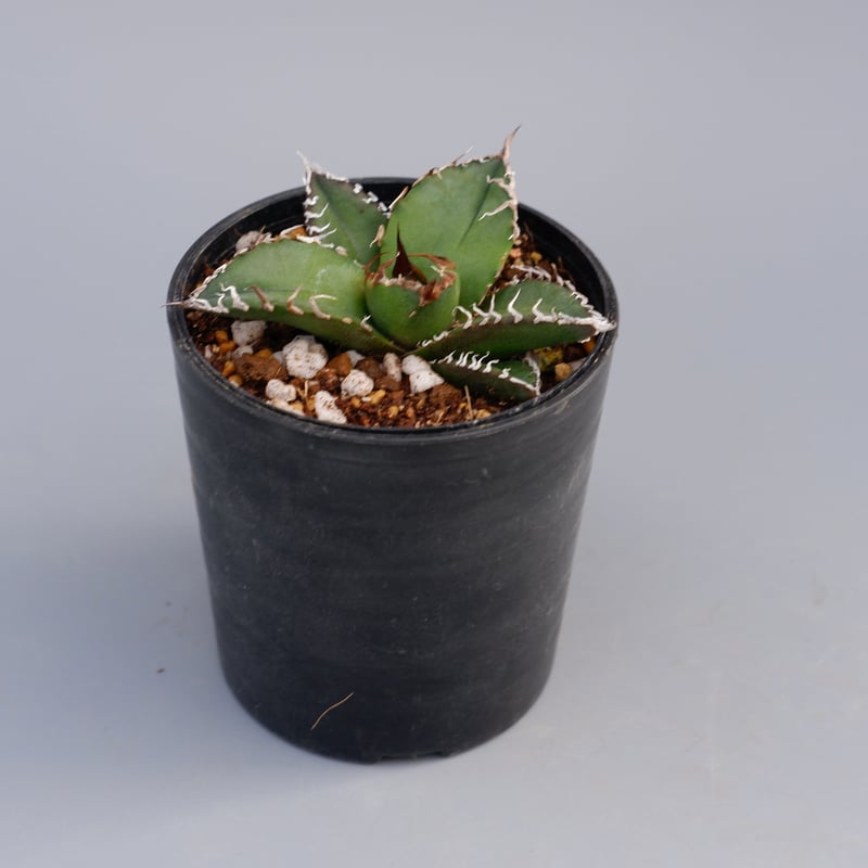 アガベ チタノタ シーザー Agave titanota caesar 082 | Sunny
