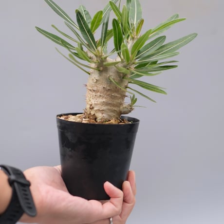 パキポディウムカクチペス | STORES