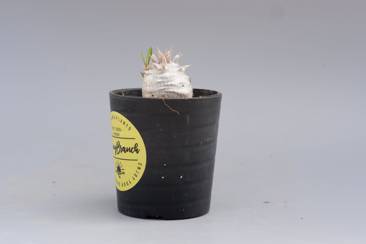 パキポディウム　ホロンベンセ　実生株 パキポディウム：ホロンベンセ（実生株） 3号鉢植え の通販