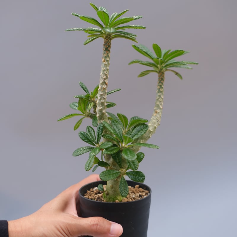 ドルステニア ギガス ドルステニア ギガス 「Dorstenia gigas」4/26-368 | SHOUCHIKUEN