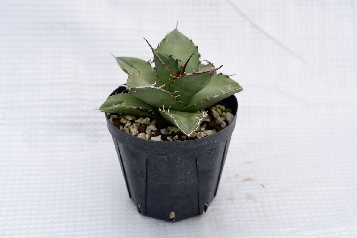 アガベオテロイ 実生 アガベ オテロイ 実生 アガベオテロイ 実生成功への道① 準備編